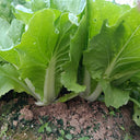 'Jinmei 516' Fast-growing Bok Choy Seeds, 10g