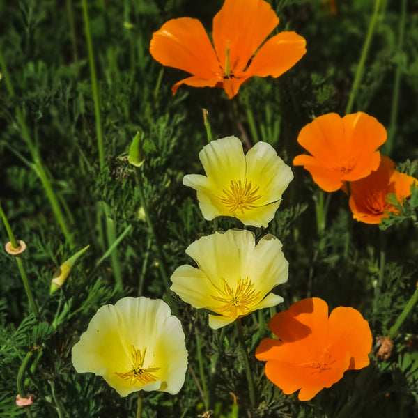 Mixed Colour California Poppy Seeds, 1g
