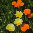 Mixed Colour California Poppy Seeds, 1g