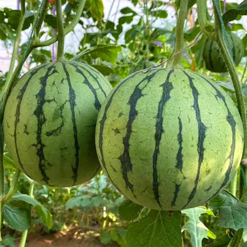 'Apis Forea' Series Bonsai Watermelon Seeds