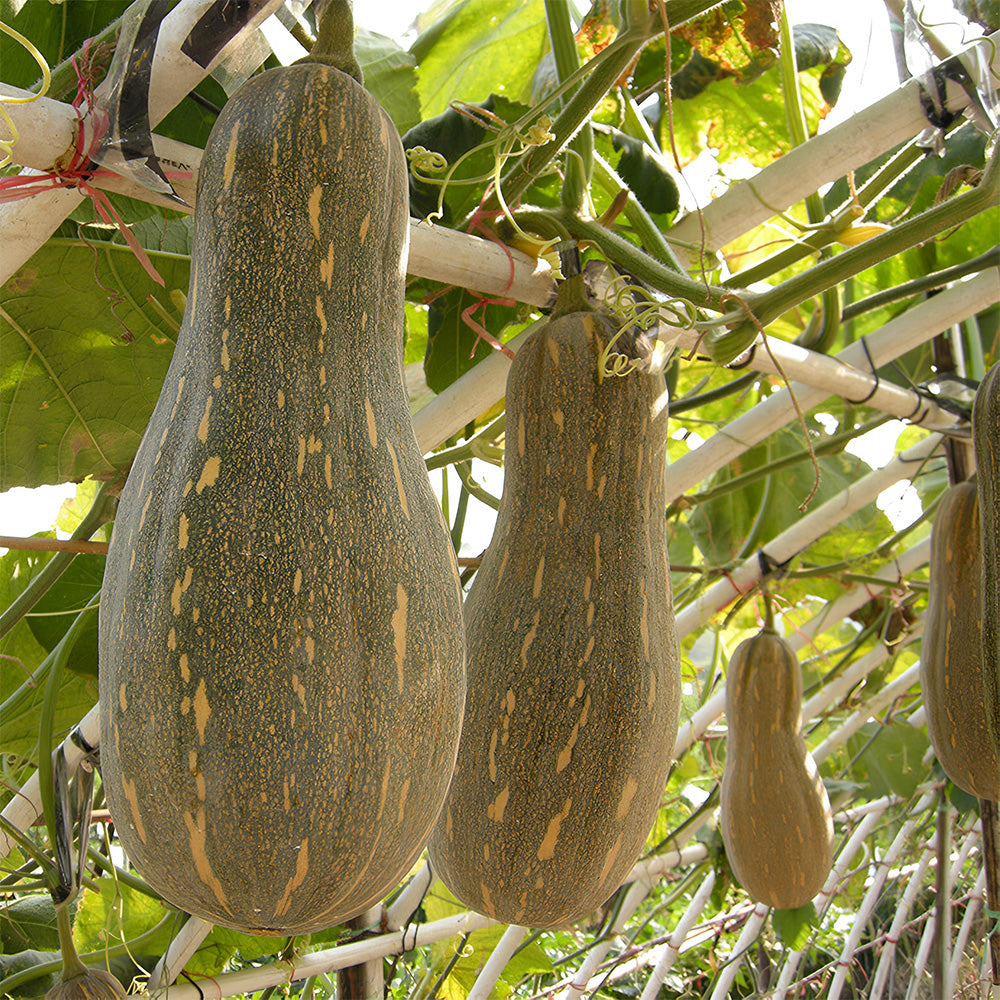 Chinese Miben Pumpkin Seeds