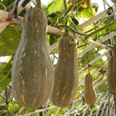 Chinese Miben Pumpkin Seeds