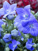 Ballon Flower, Blue