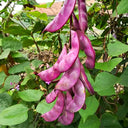 Fresh Purple-Red Hyacinth Bean