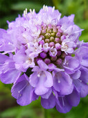 Scabiosa Atropurpurea 'Blue Cockade'