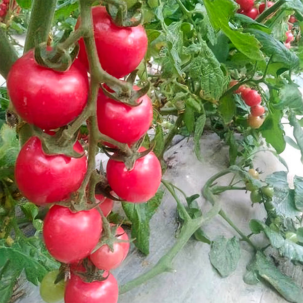 'Waterfall' Tomato