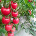 'Waterfall' Tomato