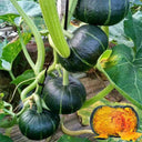 'Green Baby' Small Pumpkin Seeds