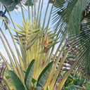 Traveller's Palm Seeds