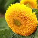 'Teddy Bear' Dwarf Sunflower Seeds