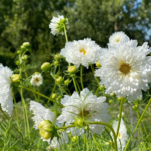 Cosmos bipinnatus 'Double Click Snow Puff'