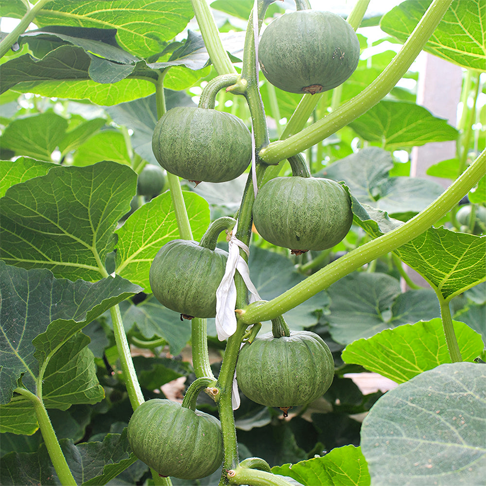 Silver Chestnut Pumpkin Hybrid Seeds