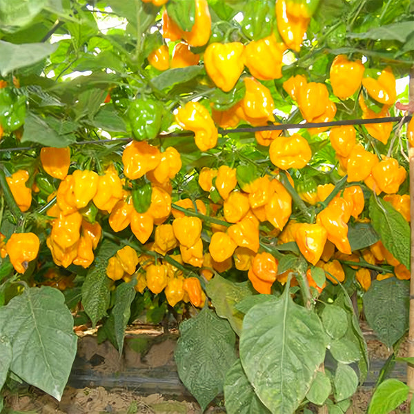 Hybrid F1 Yellow Devil Pepper