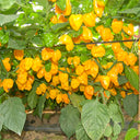 Hybrid F1 Yellow Devil Pepper