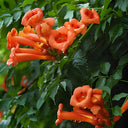 Chinese Trumpet Vine Seeds - Campsis grandiflora