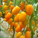 'Yellow Saint' Cherry Tomato