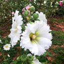 Alcea 'Chaste White'
