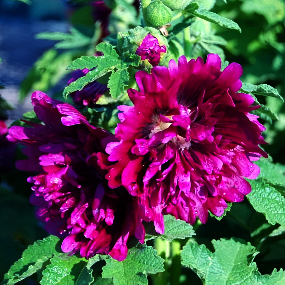 Alcea 'Queeny Purple'