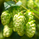 Hop Seeds, Pack of 10