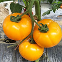'Imperial Concubine' Yellow Tomato