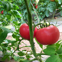 'Fluffy Pink 802' Tomato