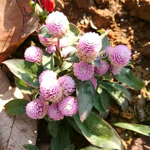 Dwarf Globe Amaranth Seeds