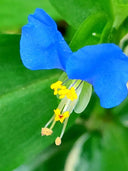 Asiatic Dayflower