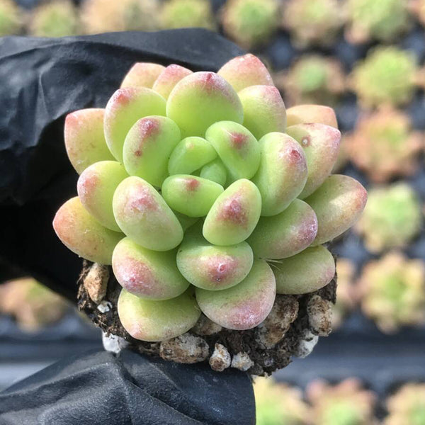 Echeveria cv. 'Shangri-La', 3pcs x 1-head