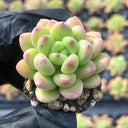 Echeveria cv. 'Shangri-La', 3pcs x 1-head