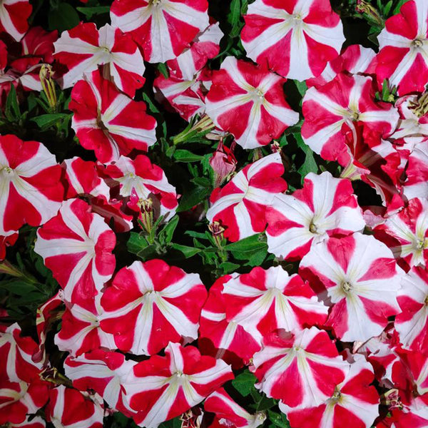 Red Star Hybrid Petunia, 100 Seeds