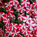 Red Star Hybrid Petunia, 100 Seeds