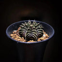 Gymnocalycium hybrid 'Rib Peony', 3-4cm