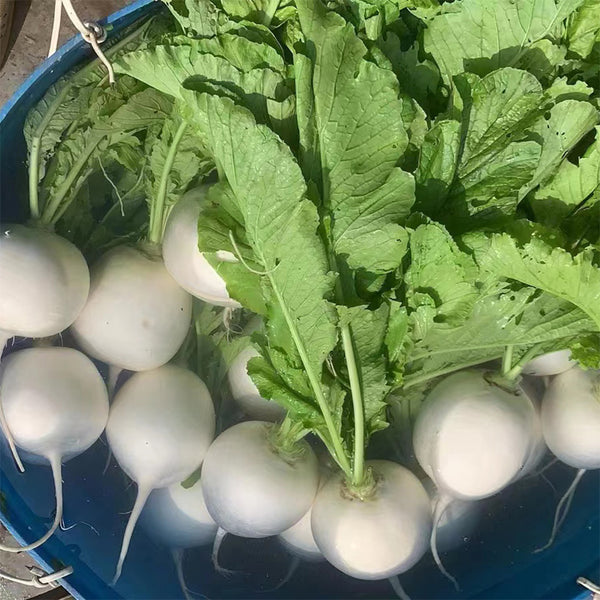 Large Round White Radish F1 Seeds, 10g
