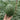 'Super Sweet 2K' Watermelon Seeds, 10 Seeds