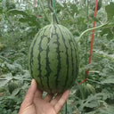 'Super Sweet 2K' Watermelon Seeds, 10 Seeds