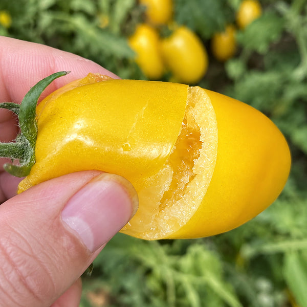 W1363 Sweet Yellow Mango Tomato, 100 Seeds
