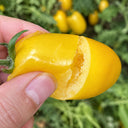 W1363 Sweet Yellow Mango Tomato, 100 Seeds