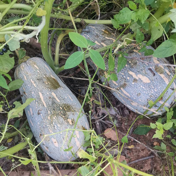 Baby Pumpkin Seeds, 10 Seeds