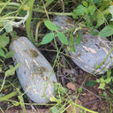 Baby Pumpkin Seeds, 10 Seeds