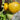 Sand-Rind Big Yellow Tomato, 100 Seeds