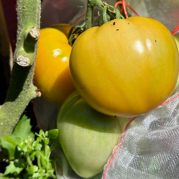 Sand-Rind Big Yellow Tomato, 100 Seeds