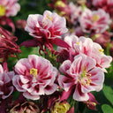 Aquilegia vulgaris 'Crown' Seeds, 1g