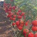 Pink Emperor Tomato Seeds, 1000 Seeds