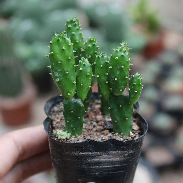 3Pcs Cylindropuntia leptocaulis, 3-4cm