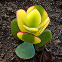 Crassula Ovata Variegated 6.0, 1pc x 1-head