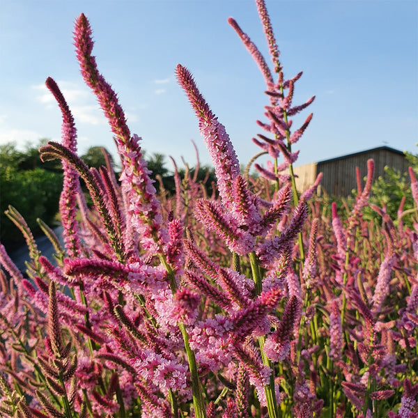 Limonium suworowii 'Pink Pokers', 1000 Seeds