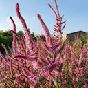 Limonium suworowii 'Pink Pokers', 1000 Seeds