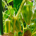 Rainbow Candy Sweet Pepper, 20~30 Seeds