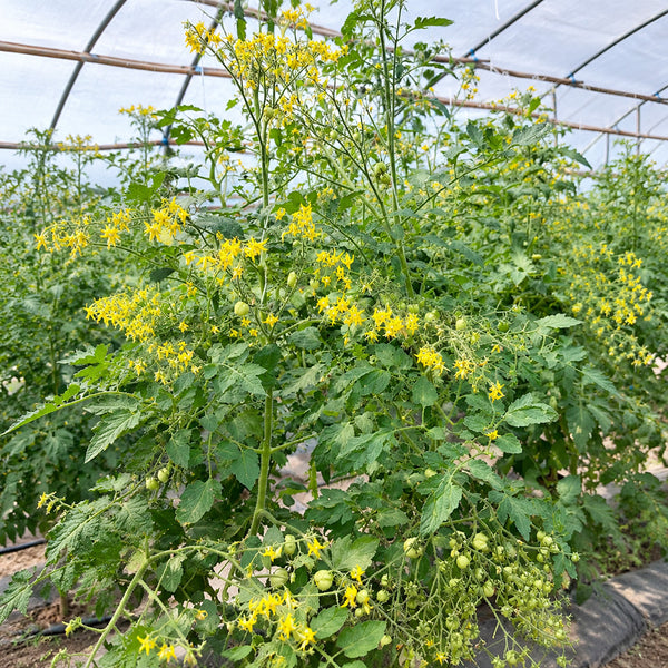 115 Cherry Accordion Tomato, 3 Seeds
