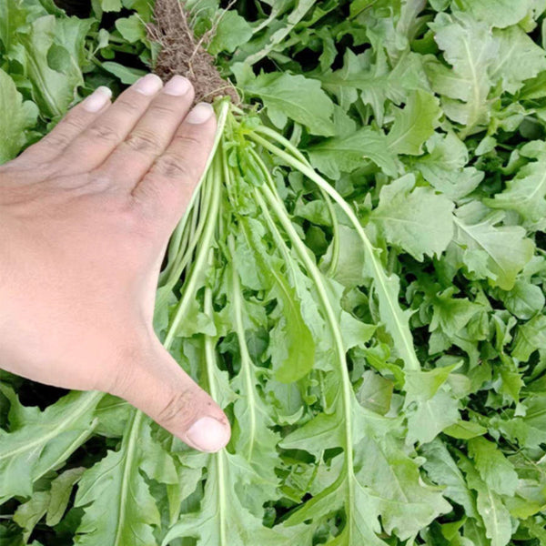 Broad-leaved Shepherd's Purse Seeds, 10g